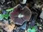 Házi tintagomba (Coprinellus domesticus), Budai-hegység